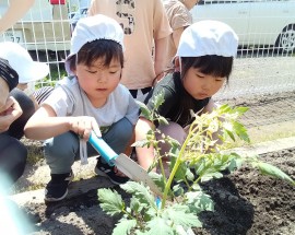 菜園種植え（ぶどう組）